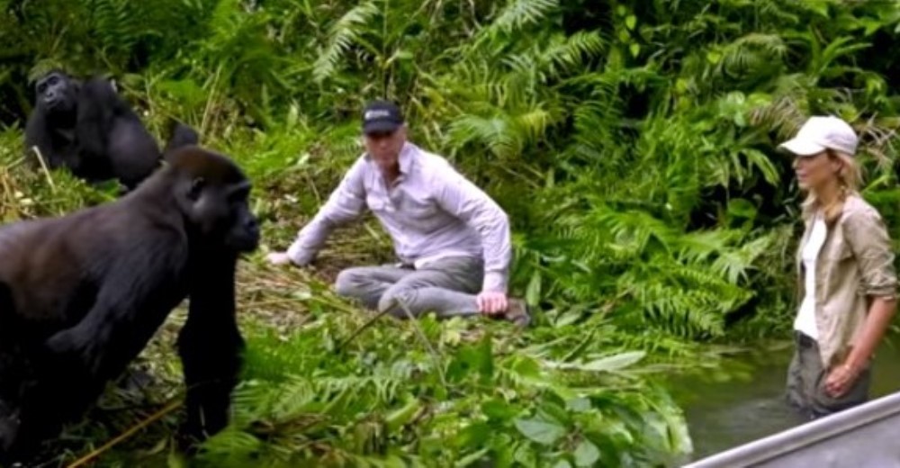 Viajó para reencontrarse con estos 2 gorilas y jamás pensó que reaccionarían así