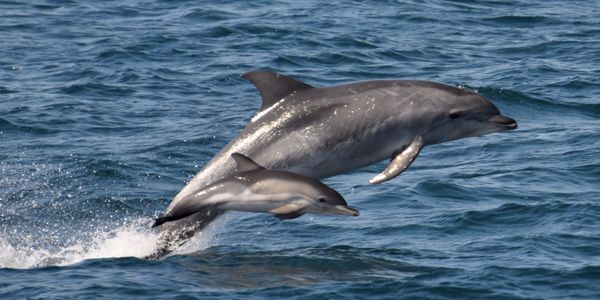 https://www.thepetitionsite.com/es/119/517/250/galveston-bays-dolphins-were-poisoned-%E2%80%93-hold-polluters-accountable/