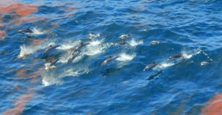 una comunidad entera de delfines en galveston bay envenenados por quimicos de las compañias petroleras liberados durante huracan harvey Valero Energy, ExxonMobil and Arkema, Chevron Phillips