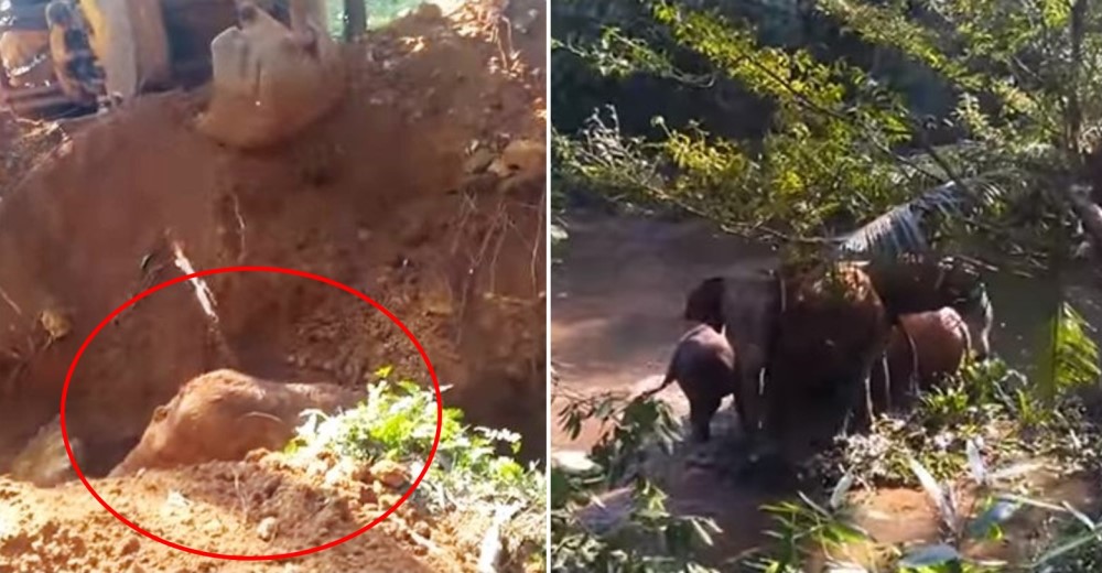 Maravilloso gesto de un elefante tras el rescate de su cría conmueve a las redes