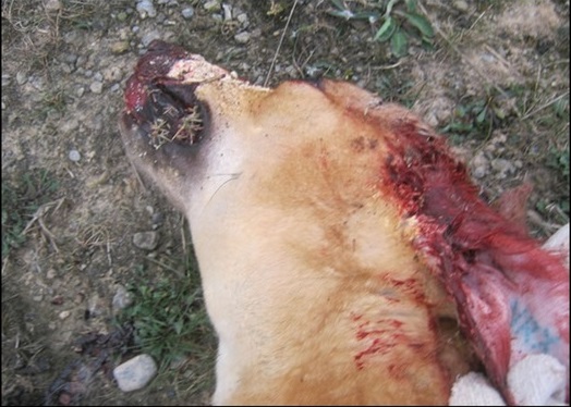 carreras galgos verdad crueldad horror maltrato abuso dolor industria dinero ganancia perseguir competencias dolor esteroides inhumano perros 