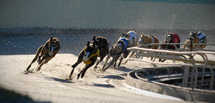 carreras galgos verdad crueldad horror maltrato abuso dolor industria dinero ganancia perseguir competencias dolor esteroides inhumano perros 