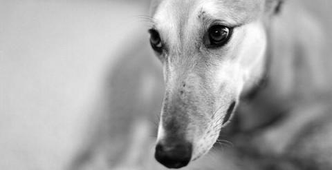 carreras galgos verdad crueldad horror maltrato abuso dolor industria dinero ganancia perseguir competencias dolor esteroides inhumano perros 