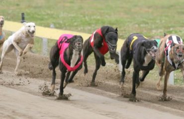 carreras galgos verdad crueldad horror maltrato abuso dolor industria dinero ganancia perseguir competencias dolor esteroides inhumano perros