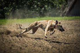 carreras galgos verdad crueldad horror maltrato abuso dolor industria dinero ganancia perseguir competencias dolor esteroides inhumano perros 