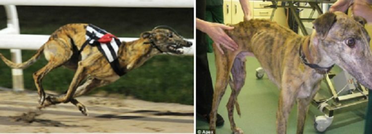 carreras galgos verdad crueldad horror maltrato abuso dolor industria dinero ganancia perseguir competencias dolor esteroides inhumano perros