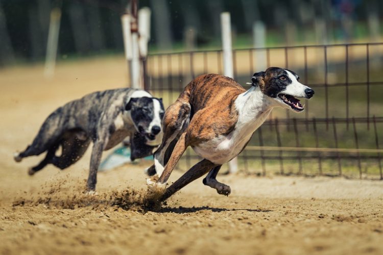 carreras galgos verdad crueldad horror maltrato abuso dolor industria dinero ganancia perseguir competencias dolor esteroides inhumano perros