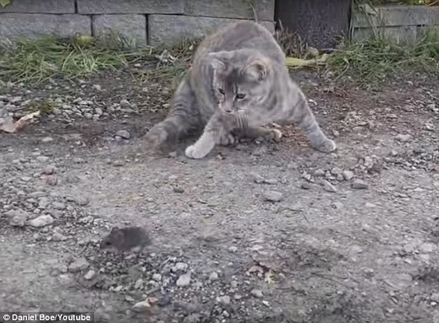 gato juega comida raton gallina roba carnivora omnivora video impresionante vida silvestre animales 