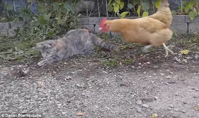 gato juega comida raton gallina roba carnivora omnivora video impresionante vida silvestre animales 