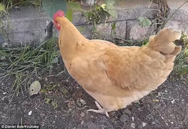 gato juega comida raton gallina roba carnivora omnivora video impresionante vida silvestre animales 