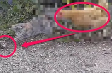 gato juega comida raton gallina roba carnivora omnivora video impresionante vida silvestre animales