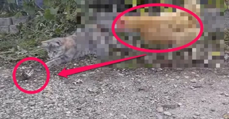 gato juega comida raton gallina roba carnivora omnivora video impresionante vida silvestre animales