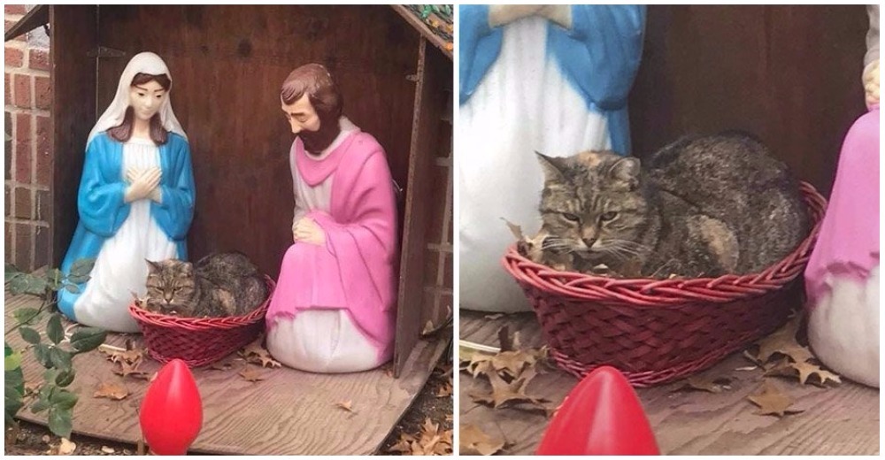 Captan a un gato gruñón que se coló en el pesebre ante el asombro de todos Captan a un gato gruñón que se coló en el pesebre ante el asombro de todos