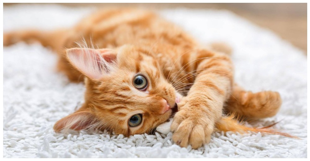 Grandioso – Asociación de Veterinarios en Canadá prohíbe remover las garras de los gatos
