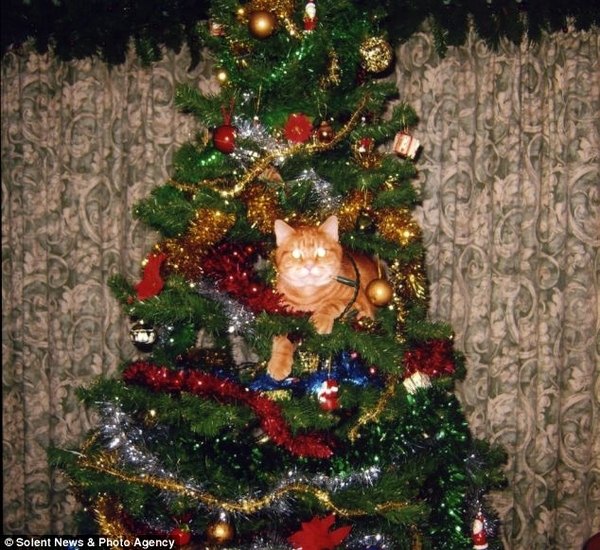 13 gatos en arboles de navidad lista gracioso christmas tree cats catlover escondidos 