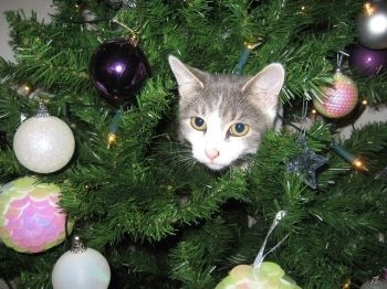 13 gatos en arboles de navidad lista gracioso christmas tree cats catlover escondidos 