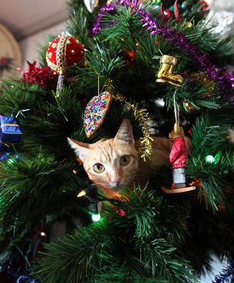 13 gatos en arboles de navidad lista gracioso christmas tree cats catlover escondidos 
