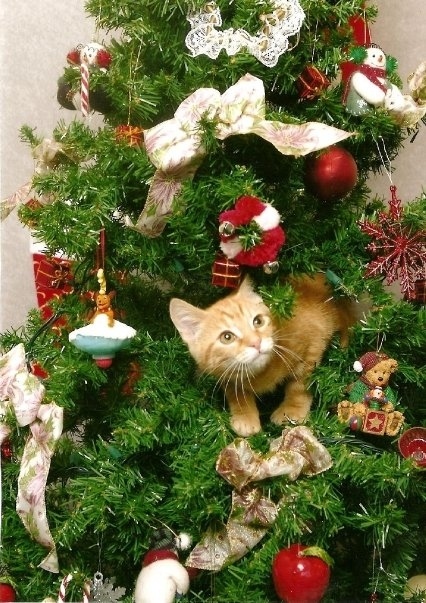 13 gatos en arboles de navidad lista gracioso christmas tree cats catlover escondidos 