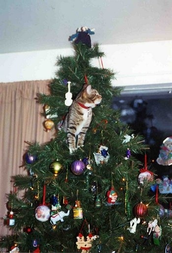 13 gatos en arboles de navidad lista gracioso christmas tree cats catlover escondidos 