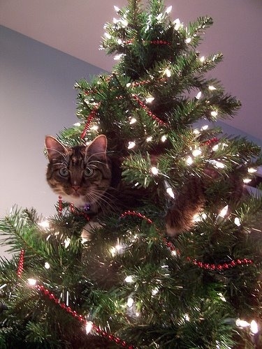 13 gatos en arboles de navidad lista gracioso christmas tree cats catlover escondidos 