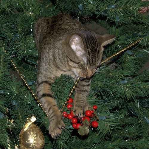 13 gatos en arboles de navidad lista gracioso christmas tree cats catlover escondidos 