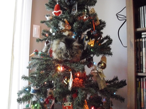 13 gatos en arboles de navidad lista gracioso christmas tree cats catlover escondidos 