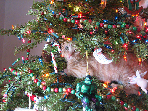 13 gatos en arboles de navidad lista gracioso christmas tree cats catlover escondidos 