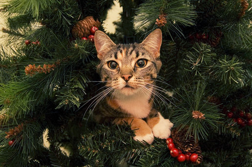 13 gatos en arboles de navidad lista gracioso christmas tree cats catlover escondidos 