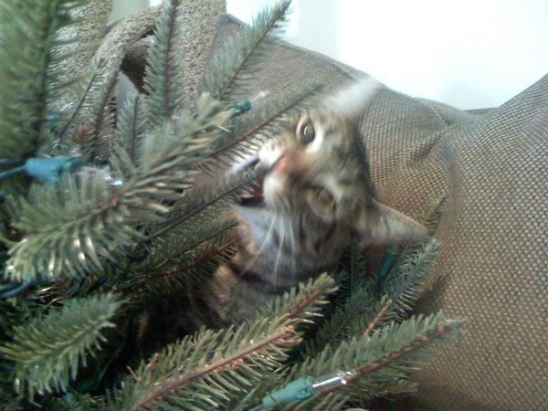 13 gatos en arboles de navidad lista gracioso christmas tree cats catlover escondidos 