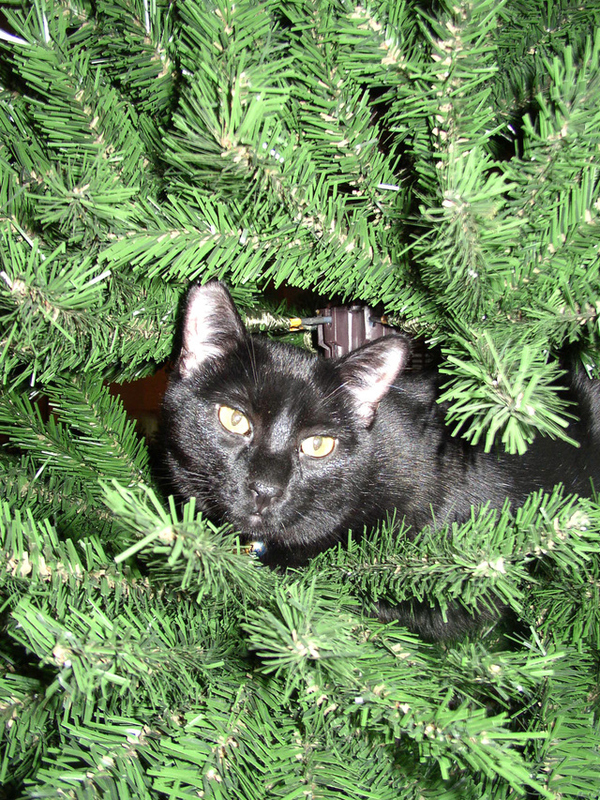 13 gatos en arboles de navidad lista gracioso christmas tree cats catlover escondidos 