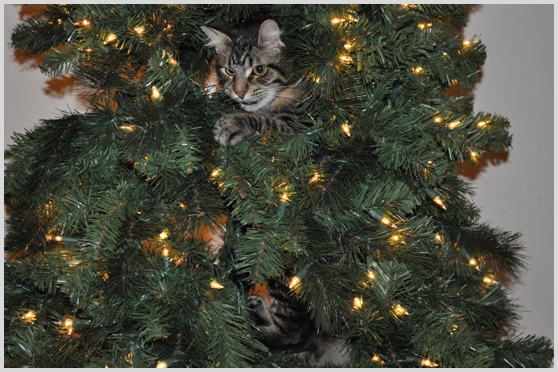 13 gatos en arboles de navidad lista gracioso christmas tree cats catlover escondidos 