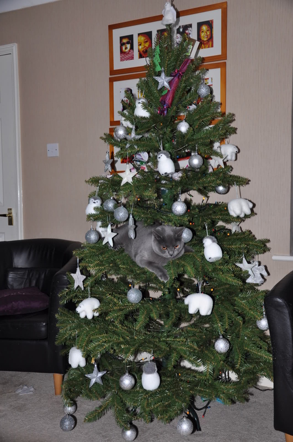 13 gatos en arboles de navidad lista gracioso christmas tree cats catlover escondidos 