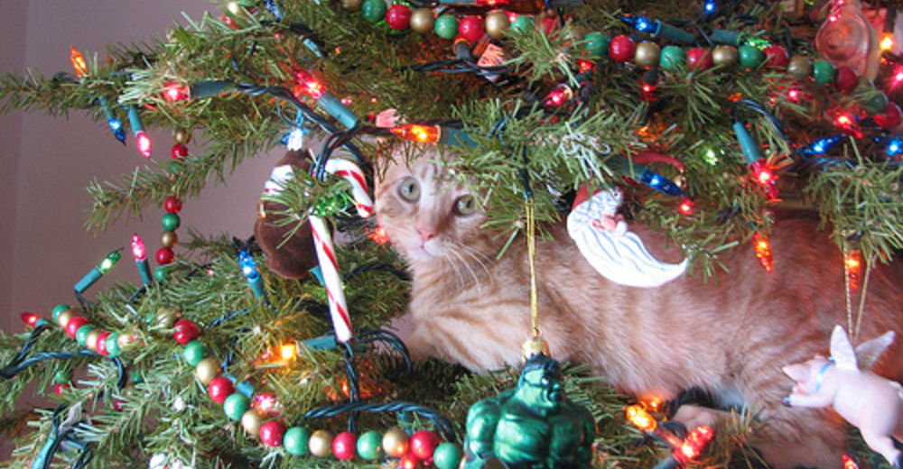 ¿Por quién apuestas en estas fiestas?: Gatitos vs árboles de Navidad