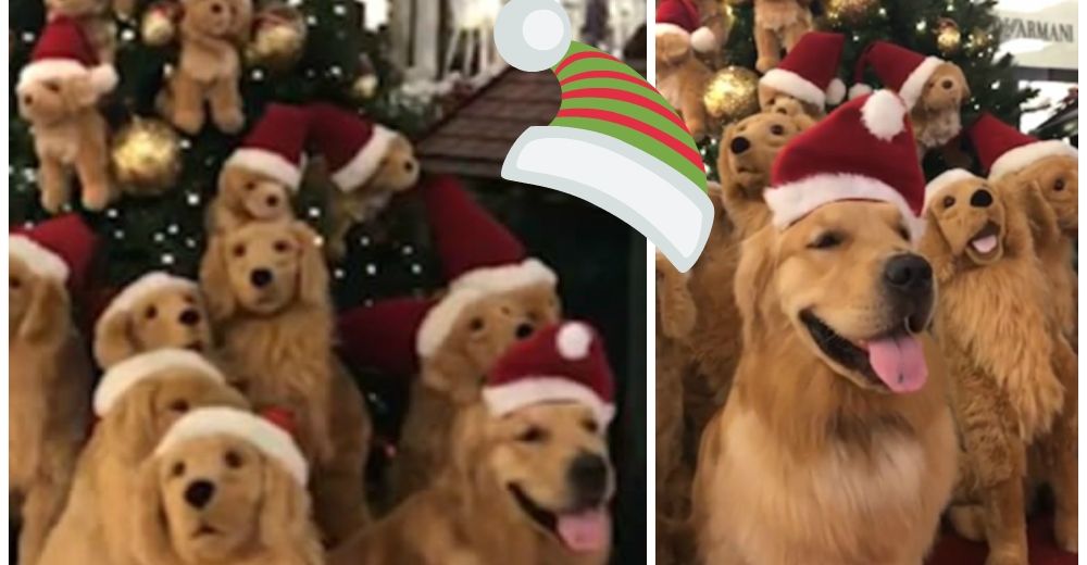 Un adorable infiltrado en medio de esta creativa decoración navideña cautiva a las redes Un adorable infiltrado en medio de esta creativa decoración navideña cautiva a las redes