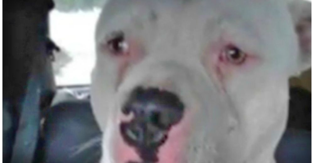 Una mujer decide poner un anuncio sobre su perro desaparecido y descubre que ya está a la venta Una mujer decide poner un anuncio sobre su perro desaparecido y descubre que ya está a la venta
