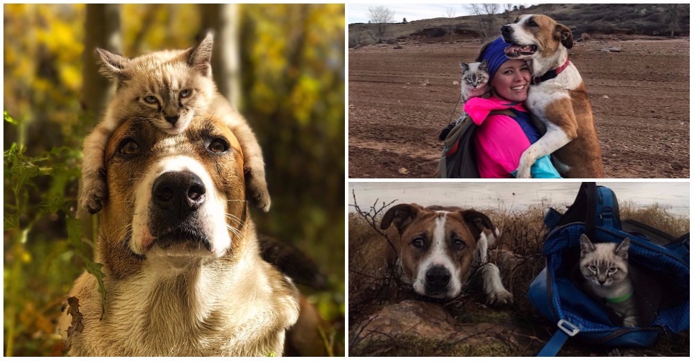 Una pareja consigue que su perro y su gato adoptados sean los mejores compañeros de viaje Una pareja consigue que su perro y su gato adoptados sean los mejores compañeros de viaje