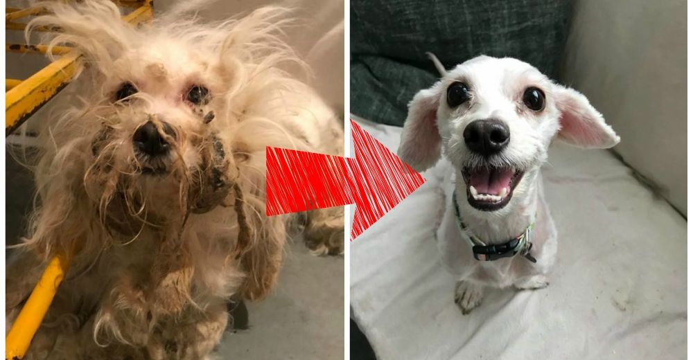 El increíble cambio en la carita de Holland tras ser adoptada conmueve a las redes