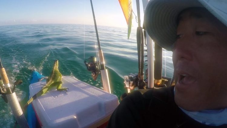 un hombre estaba remando en los cayos de florida y se encuentra con una iguana en el medio del océano a km de distancia de la tierra, sorprendente y muy extraño rescate keys west kayak man steve rescue sea ocean