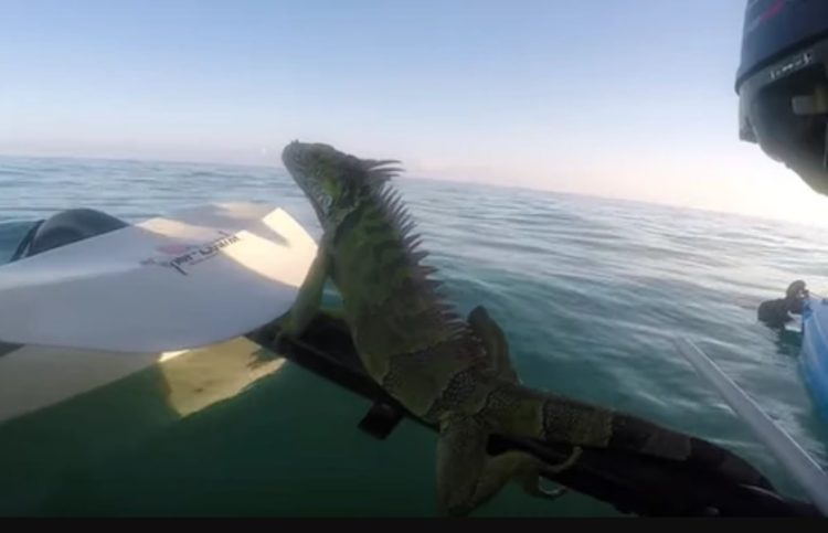 un hombre estaba remando en los cayos de florida y se encuentra con una iguana en el medio del océano a km de distancia de la tierra, sorprendente y muy extraño rescate keys west kayak man steve rescue sea ocean