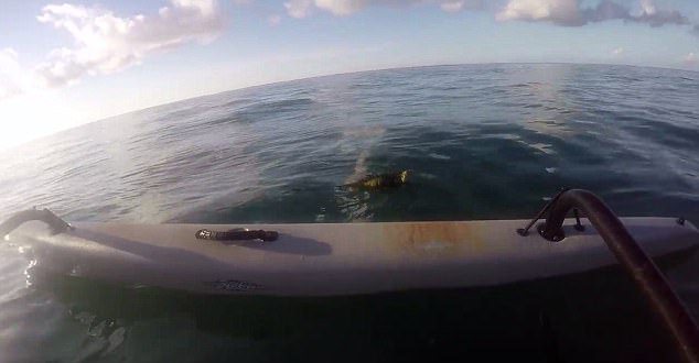 un hombre estaba remando en los cayos de florida y se encuentra con una iguana en el medio del océano a km de distancia de la tierra, sorprendente y muy extraño rescate keys west kayak man steve rescue sea ocean