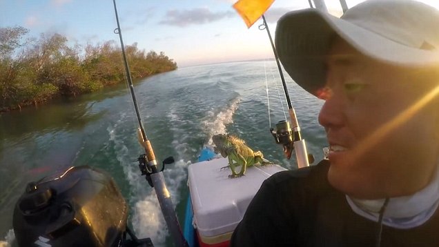 un hombre estaba remando en los cayos de florida y se encuentra con una iguana en el medio del océano a km de distancia de la tierra, sorprendente y muy extraño rescate keys west kayak man steve rescue sea ocean