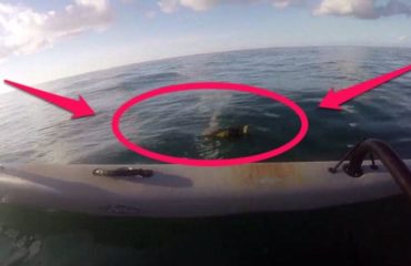 un hombre estaba remando en los cayos de florida y se encuentra con una iguana en el medio del océano a km de distancia de la tierra, sorprendente y muy extraño rescate keys west kayak man steve rescue sea ocean