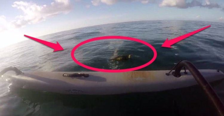 un hombre estaba remando en los cayos de florida y se encuentra con una iguana en el medio del océano a km de distancia de la tierra, sorprendente y muy extraño rescate keys west kayak man steve rescue sea ocean