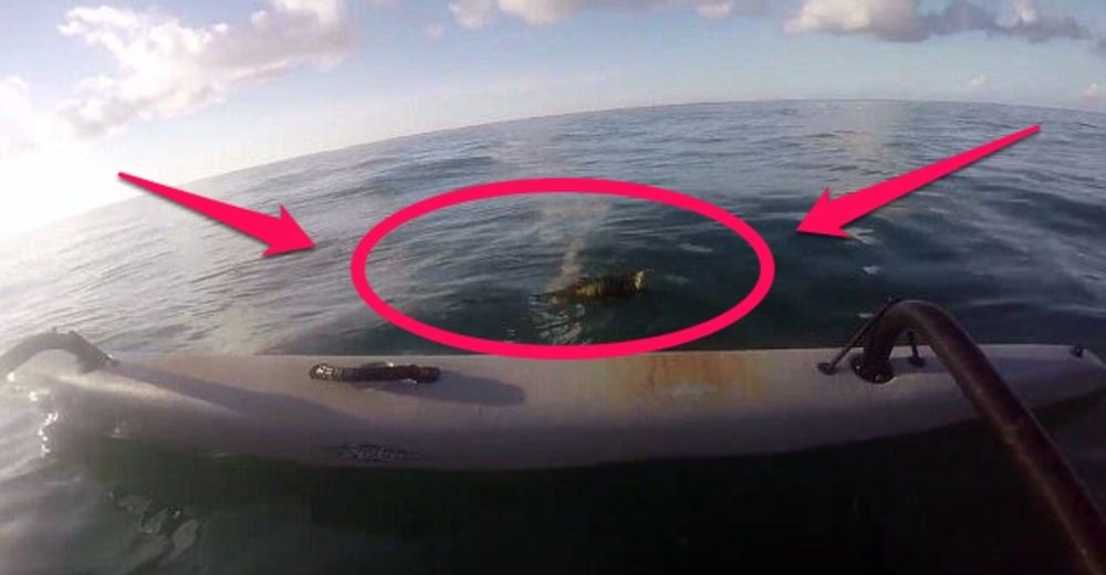Impresionante hazaña de un hombre al rescatar a una iguana en altamar y regresarla a su hogar Impresionante hazaña de un hombre al rescatar a una iguana en altamar y regresarla a su hogar