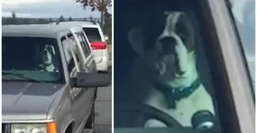 Este peludo no sabía cómo llamar la atención de su dueño… hasta que descubrió la mejor forma Este peludo no sabía cómo llamar la atención de su dueño… hasta que descubrió la mejor forma