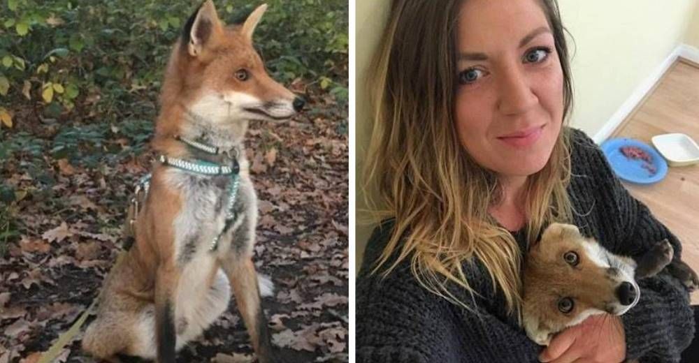 Insólito – Una mujer adoptó a un zorro salvaje y lo convirtió en parte de su familia Insólito – Una mujer adoptó a un zorro salvaje y lo convirtió en parte de su familia