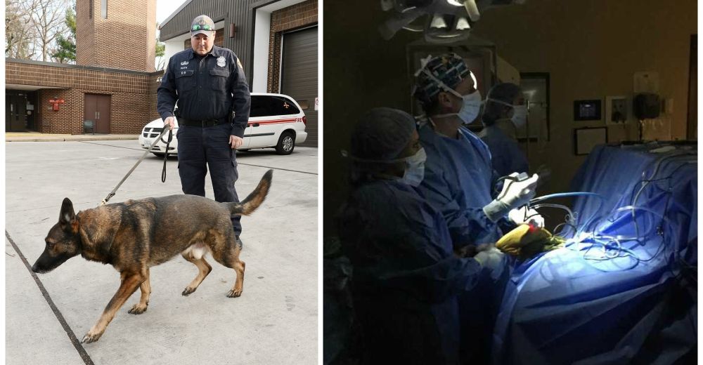 Un generoso médico corre con los gastos de una delicada cirugía de un perro K9 en su cumpleaños