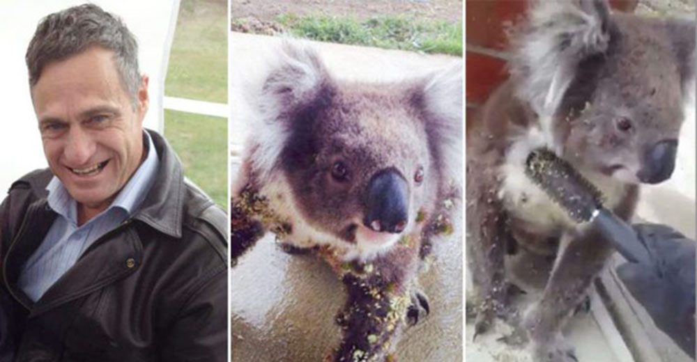 Gracias al ingenio de este hombre, este angustiado koala pudo salir del aprieto que lo sofocaba Gracias al ingenio de este hombre, este angustiado koala pudo salir del aprieto que lo sofocaba