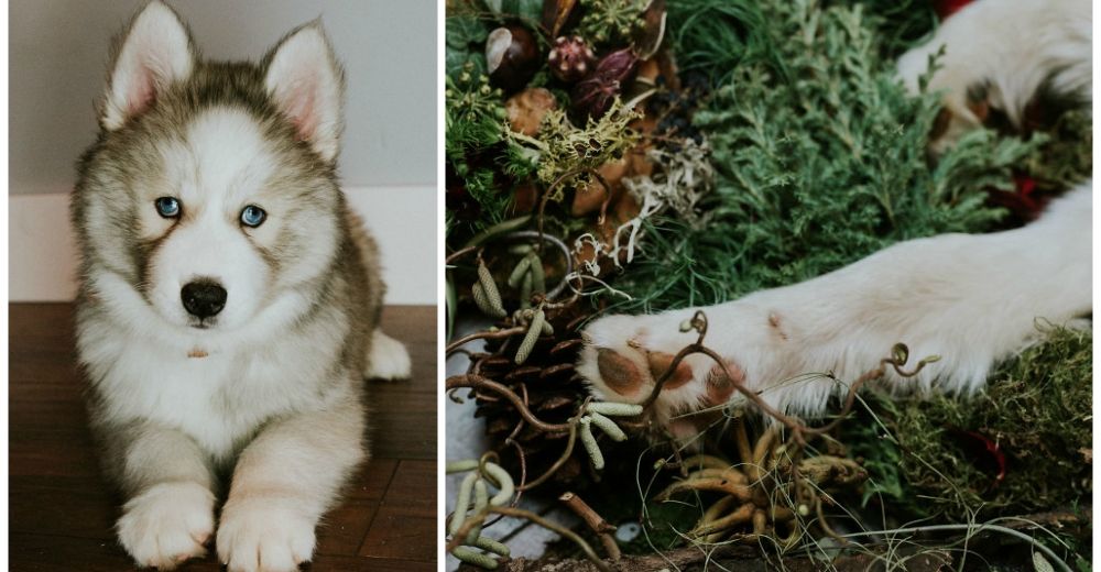 Descorazonador – Hacen un emotivo homenaje para su perrito de 9 meses a punto de morir