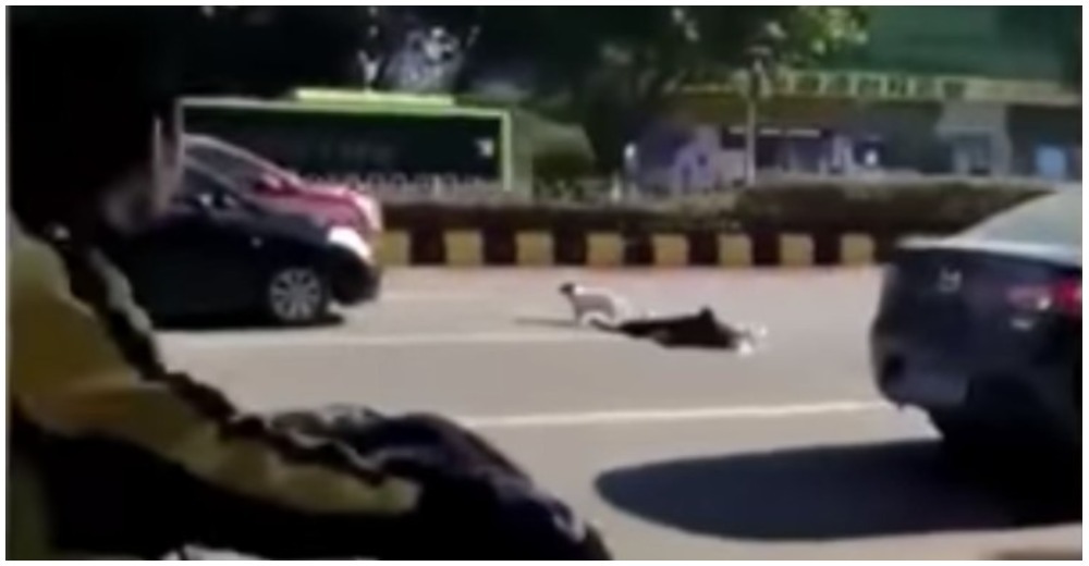 Un vagabundo murió atropellado y su perro conmovió al mundo con su leal muestra de puro amor